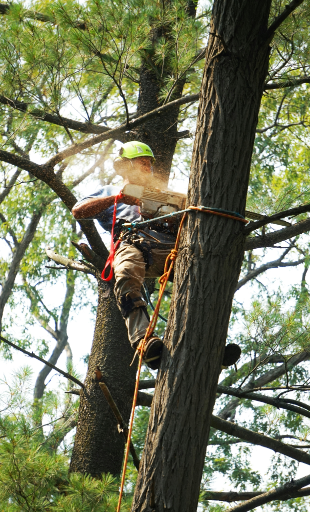 Chapmans Tree And Landscaping Services Tree Surgeon Southampton 01 Medium